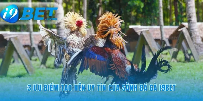 Ba ưu điểm làm nên uy tín sảnh đá gà i9Bet