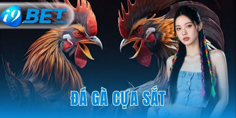 Đá gà cựa sắt