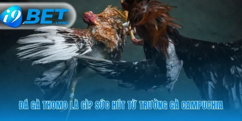 Nơi những huyền thoại chiến kê được khai sinh và tôn vinh