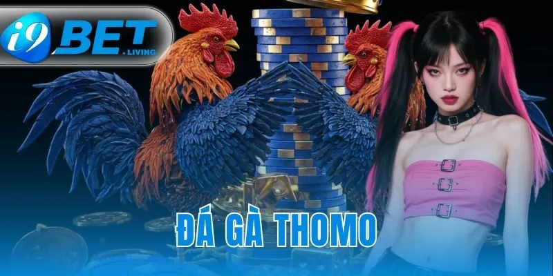 Đá gà Thomo