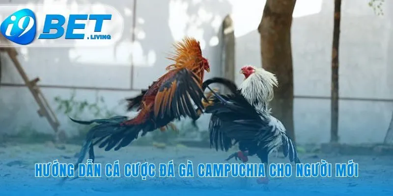 Con đường nhanh nhất tham gia đá gà Campuchia