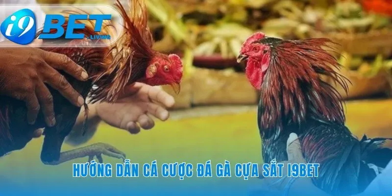 Bắt đầu cuộc hành trình cá cược đá gà cựa sắt