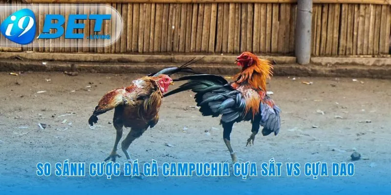 Đá gà Campuchia tốc độ hay là kỹ năng chiến đấu